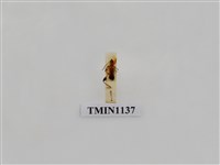 藏品(台灣粗腿小翅天牛)的圖片